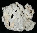 Fossil Whelk with Golden Calcite Crystals - #14708-2